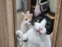 고양이미용&호텔 냥집사