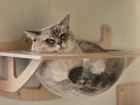 고양이미용&호텔 냥집사