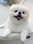 산뜻하개