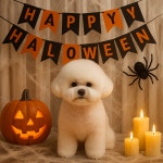 도그트리 애견미용실