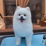 도그힙