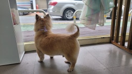 복슬 강아지미용실