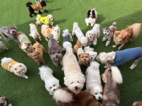 놀러오개 애견유치원 애견호텔 김해점