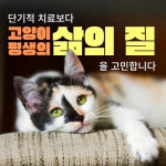 고양이 병원 백산동물병원