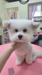 복슬 강아지미용실