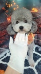 복슬 강아지미용실