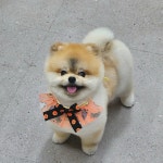 복슬 강아지미용실