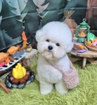 메리마리 애견미용실