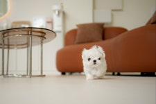 인천강아지분양 고양이분양 엘르펫