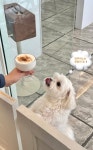 여수포펫