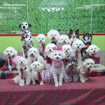 하울애견유치원