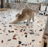 나만 없어 고양이