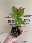 풍성묘목농원