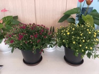 여빈짬뽕 정관점