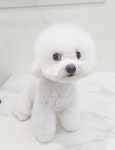 엘레멍스