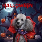 도기프렌즈 강아지유치원