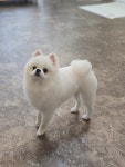 베베몽몽