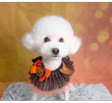 강아지집미용실