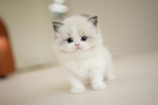 아담스펫 강아지분양 고양이분양 강남점