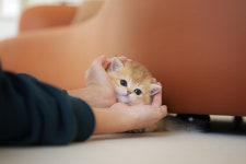 아담스펫 강아지분양 고양이분양 강남점