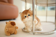 아담스펫 강아지분양 고양이분양 강남점