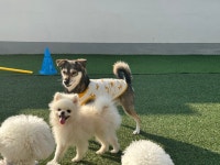 댕댕, 자유롭개