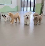 애견유치원 왈스 강북점 반려견 교육