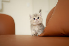 아담스펫 강아지분양 고양이분양 강남점