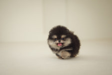 아담스펫 강아지분양 고양이분양 강남점