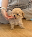 퍼피에몽 강아지분양 하남점