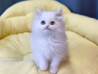 미유펫 강아지분양 고양이분양 김포점