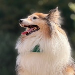 멍스테이 애견미용 애견호텔 수원점