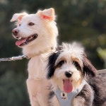 멍스테이 애견미용 애견호텔 수원점