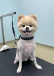 강아지 미용실 왈로하그루밍