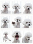 베베몽몽
