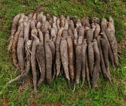 제주송당안가네대농장