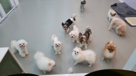 도그힐링 상주견카페