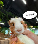 쥬니멀 초정행궁점