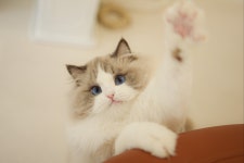 아담스펫 강아지분양 고양이분양 강남점