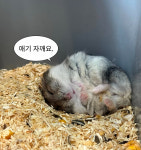 쥬니멀 초정행궁점