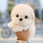 온퍼피 강아지분양 전주본점