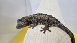 파충류샵 창수네사육공간