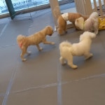 올케어댕 구래동 애견유치원 & 애견호텔 & 애견미용