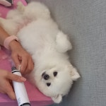 올케어댕 구래동 애견유치원 & 애견호텔 & 애견미용