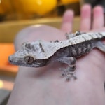 파충류샵 창수네사육공간