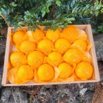 하영팜체험농장