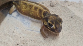 파충류샵 창수네사육공간