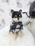 큐티몽