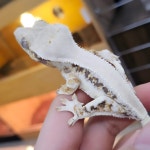 파충류샵 창수네사육공간