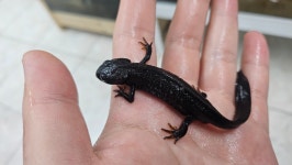 파충류샵 창수네사육공간